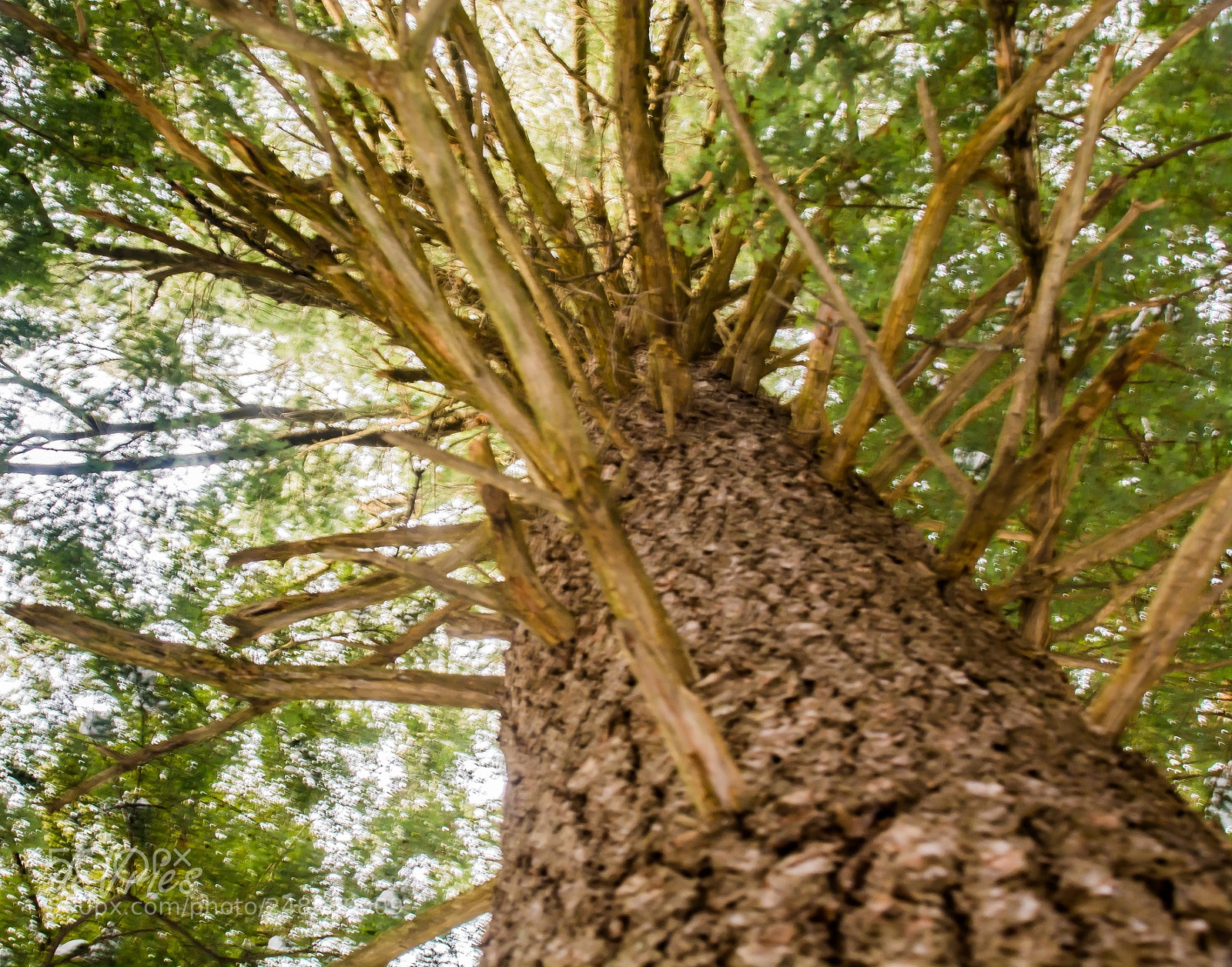 Nikon D7100 sample photo. Michigan's state tree . . . photography