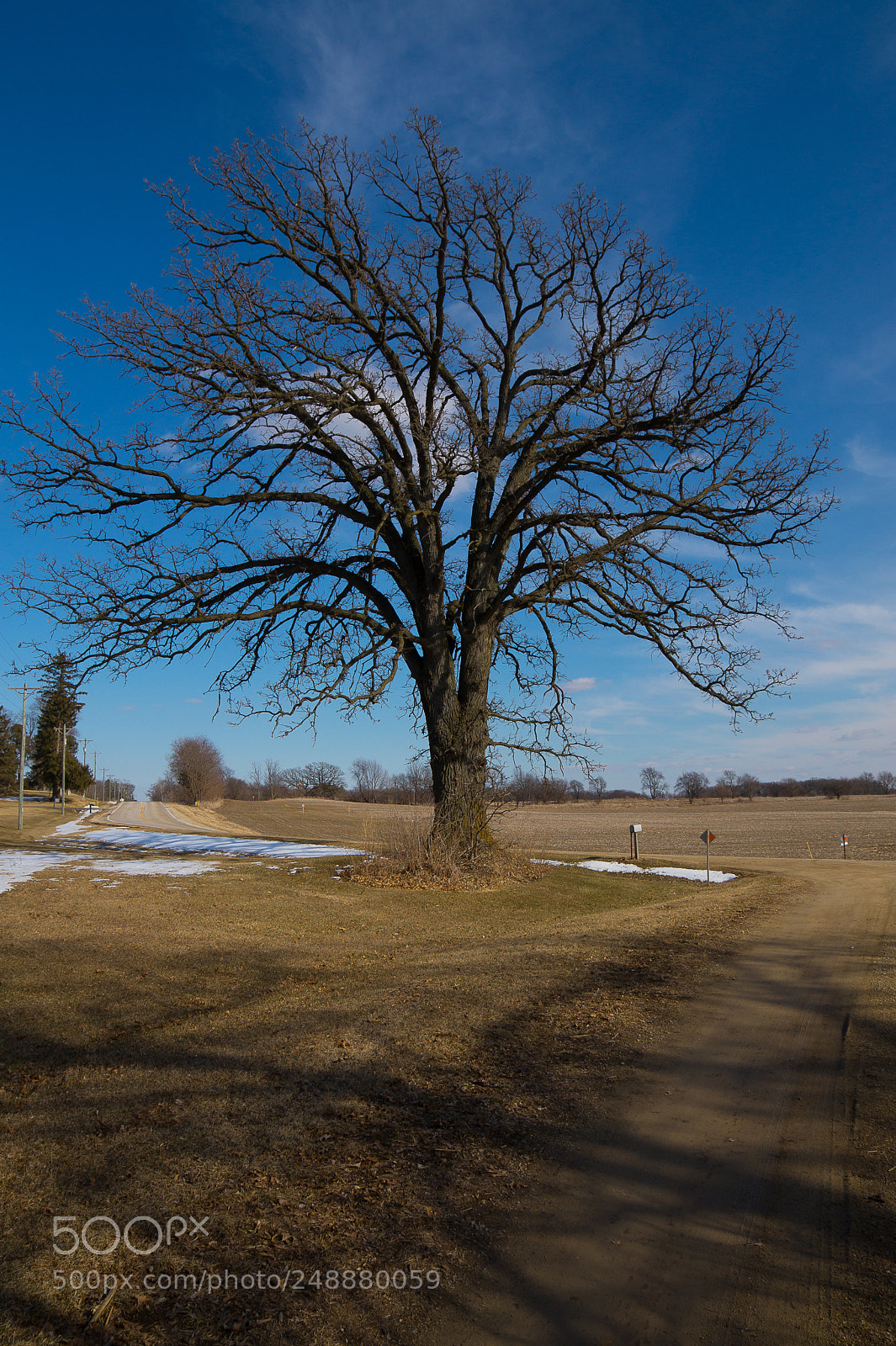 Sony SLT-A58 sample photo. Spring oak photography