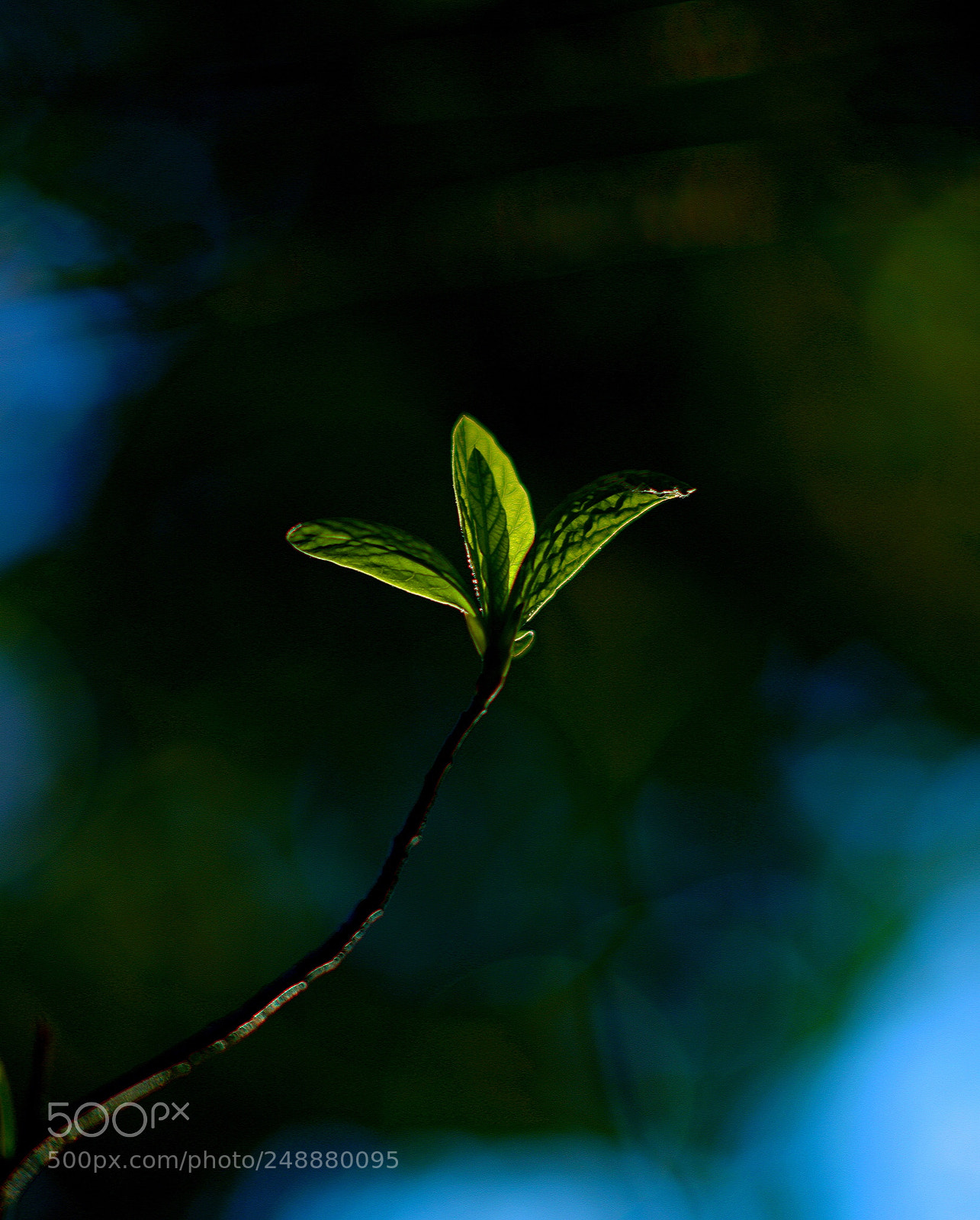 Nikon D810 sample photo. Spring time. seattle photography