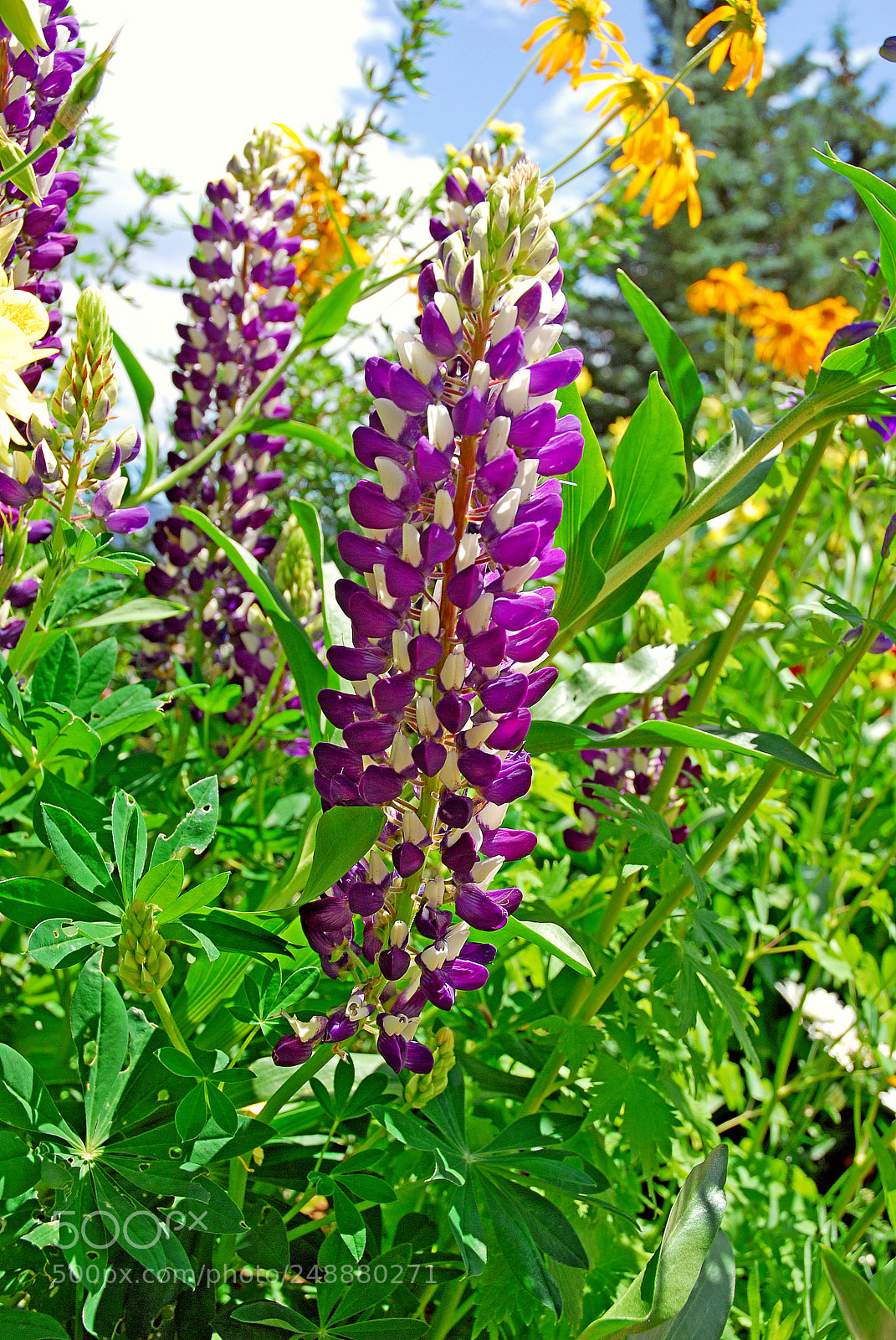 Nikon D200 sample photo. Grand lake purple photography