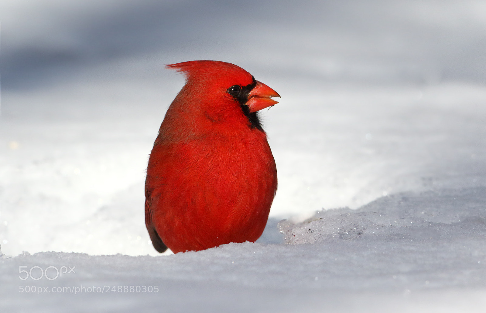 Canon EOS 7D Mark II sample photo. Cool cardinal photography