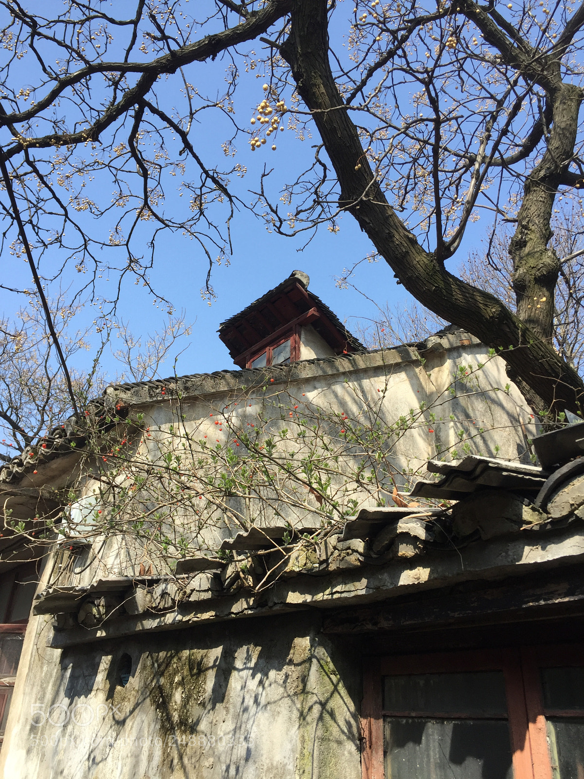 Apple iPhone 6 sample photo. Tree photography