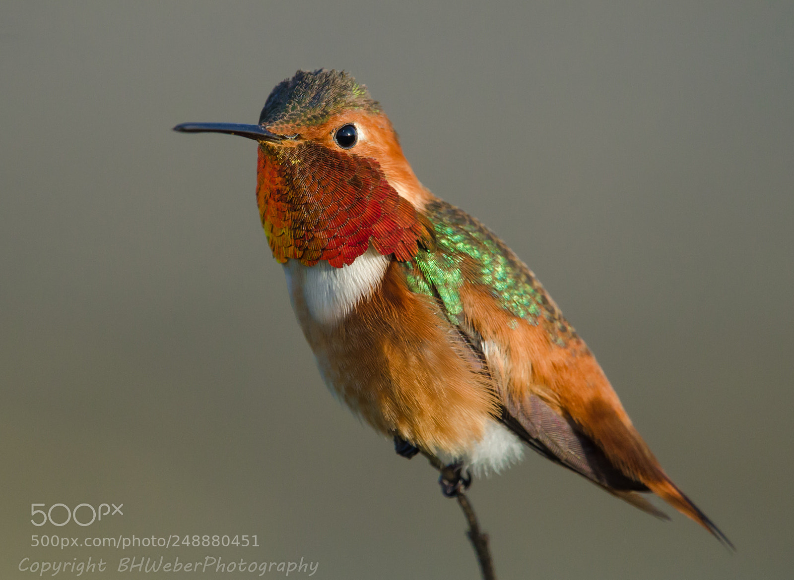 Nikon D7000 sample photo. Hummingbird portrait photography