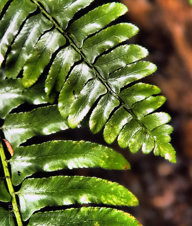 Olympus OM-D E-M1 sample photo. Wet fern photography
