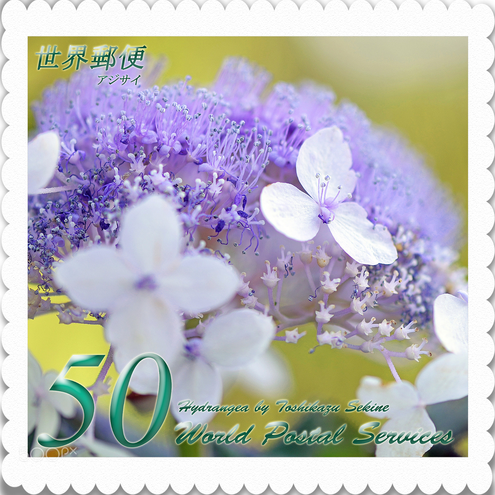 Nikon D800 sample photo. Hydrangea photography