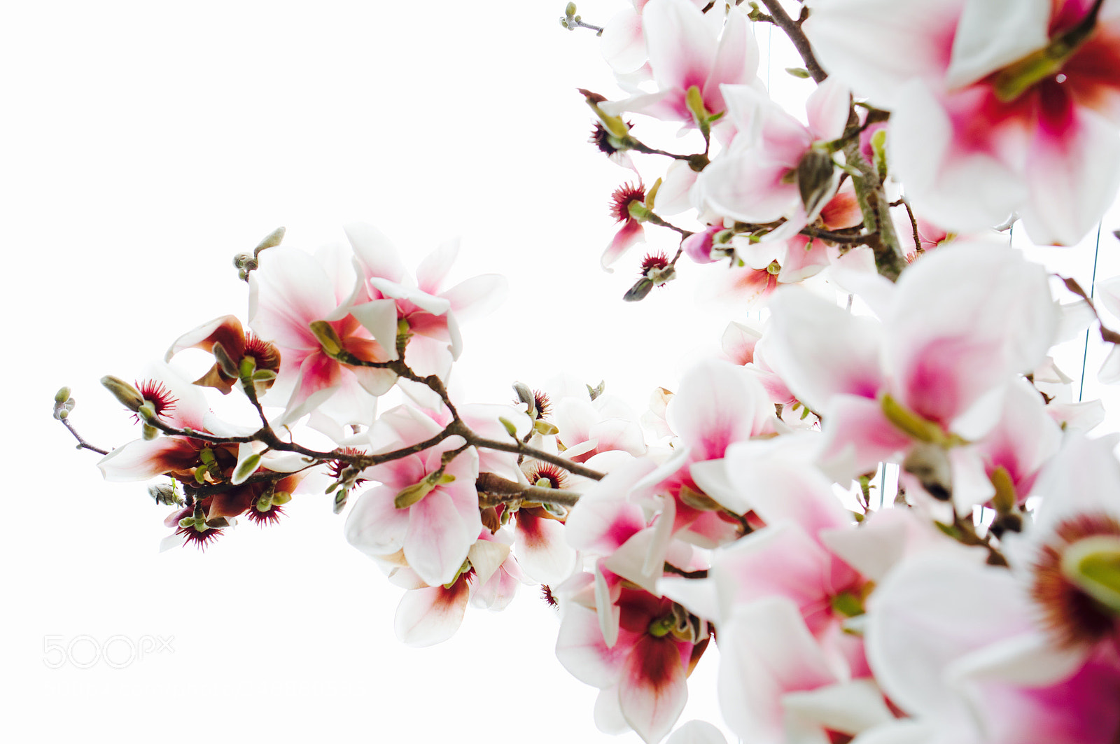 Sony Alpha NEX-6 sample photo. Blooming season photography