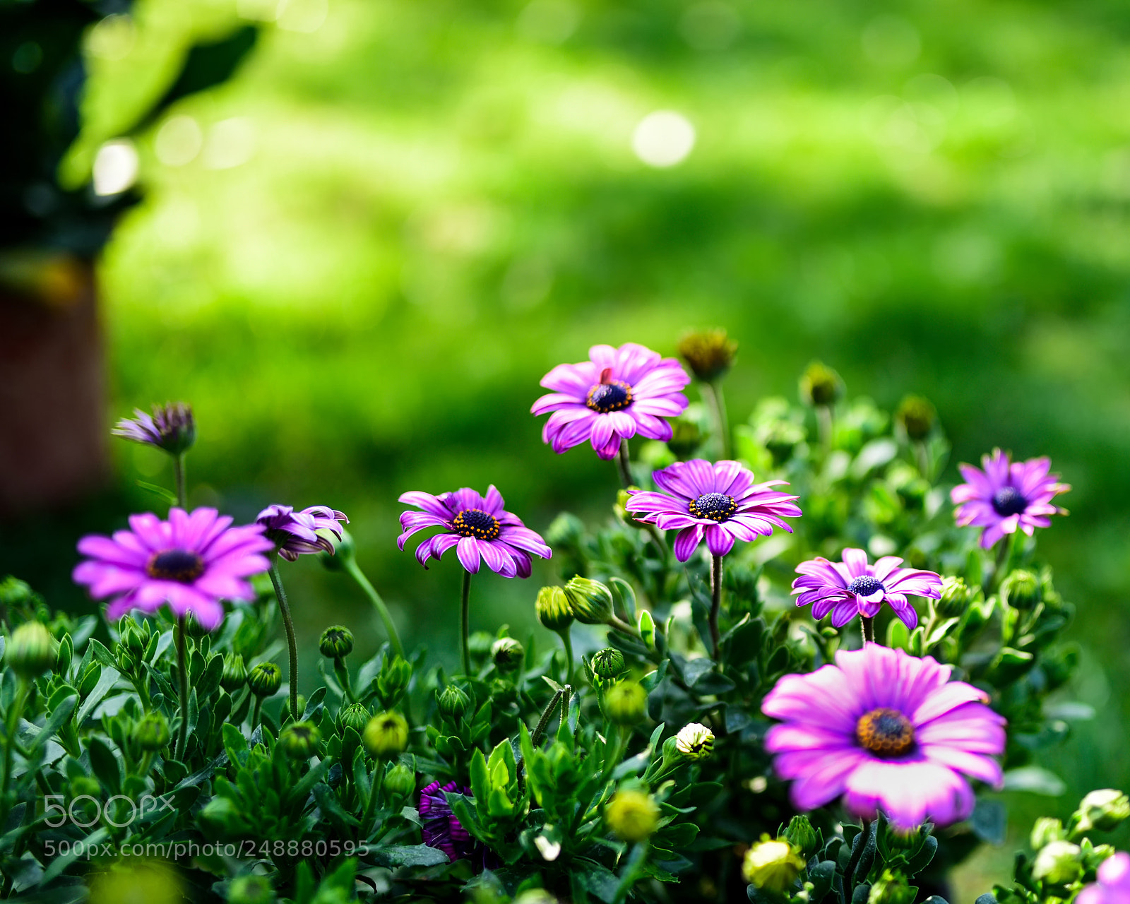 Nikon D810 sample photo. 编辑x photography