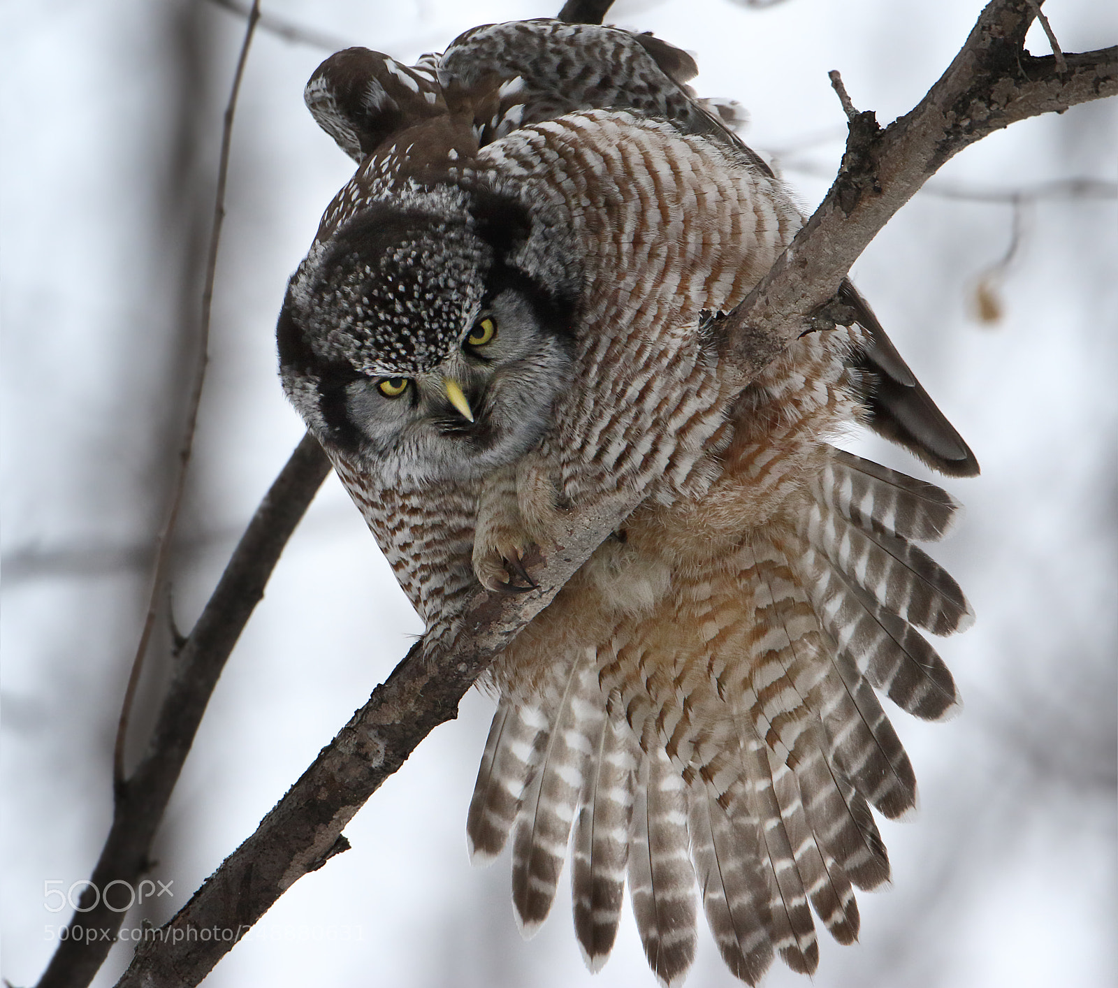 Canon EOS 7D Mark II sample photo. Seriously stretched photography