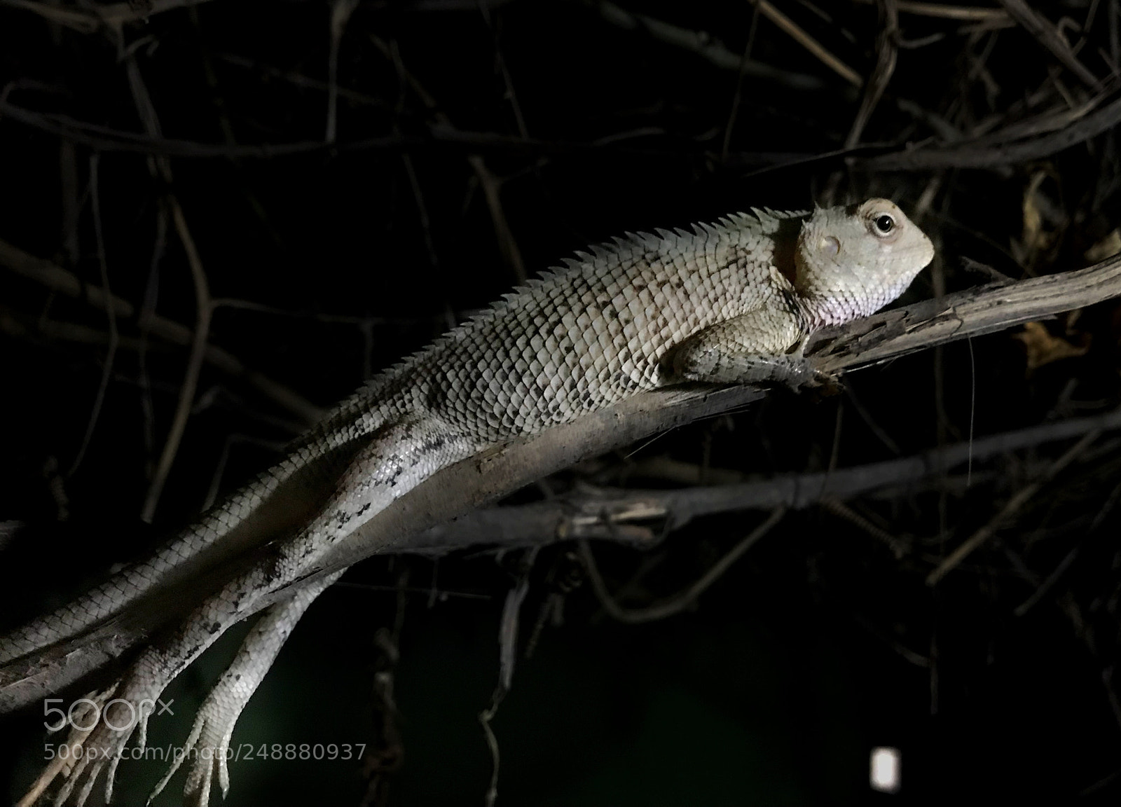 Apple iPhone 7 sample photo. Indian chameleon... photography