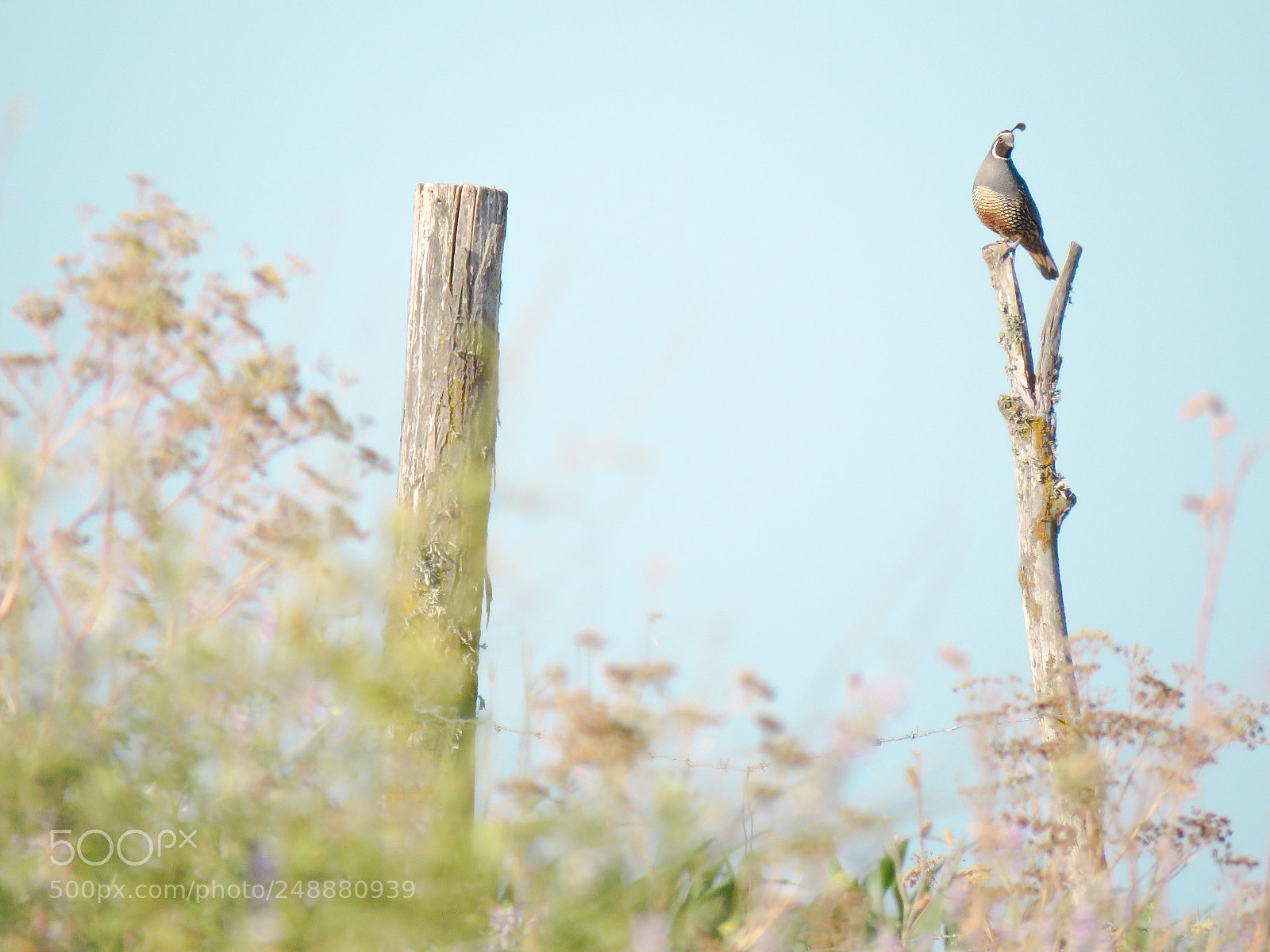 Canon PowerShot SX60 HS sample photo. Chilean bird photography