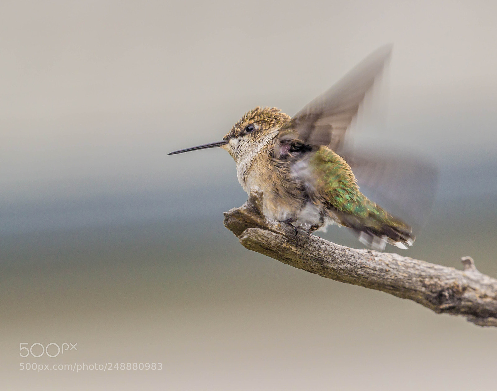 Canon EOS 600D (Rebel EOS T3i / EOS Kiss X5) sample photo. Hummingbird wings photography