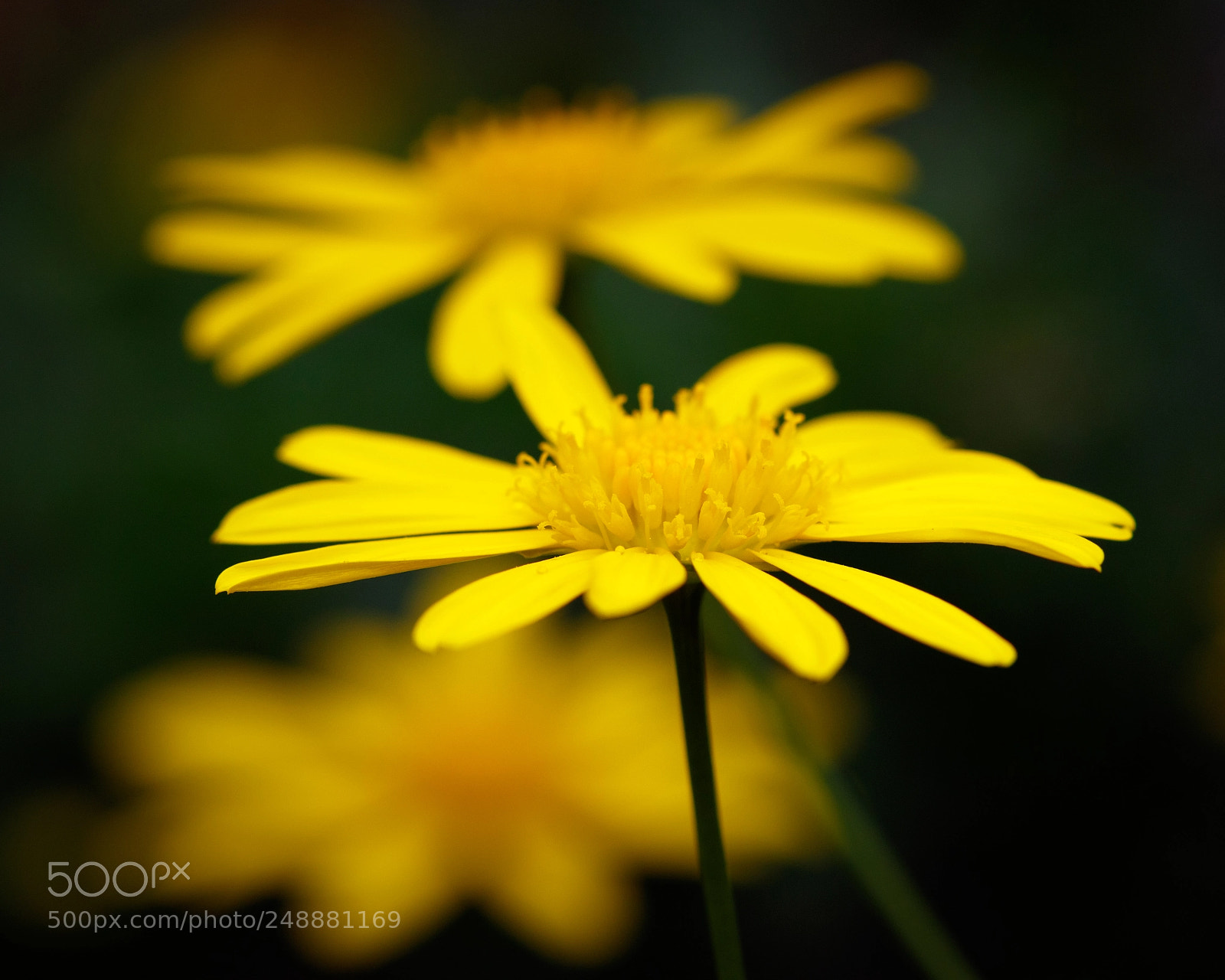 Canon EOS 7D Mark II sample photo. Yellow photography