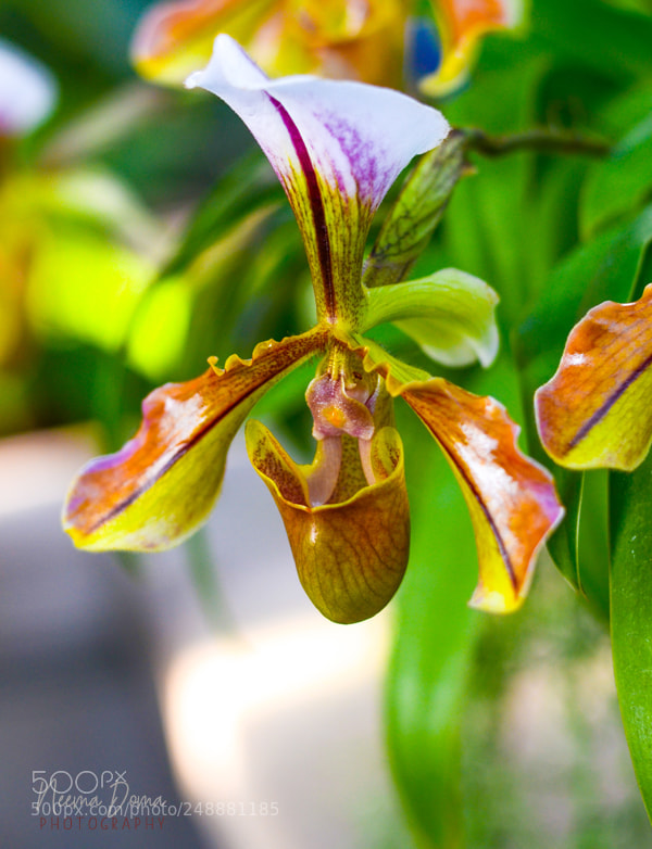 Nikon D7000 sample photo. Copy photography