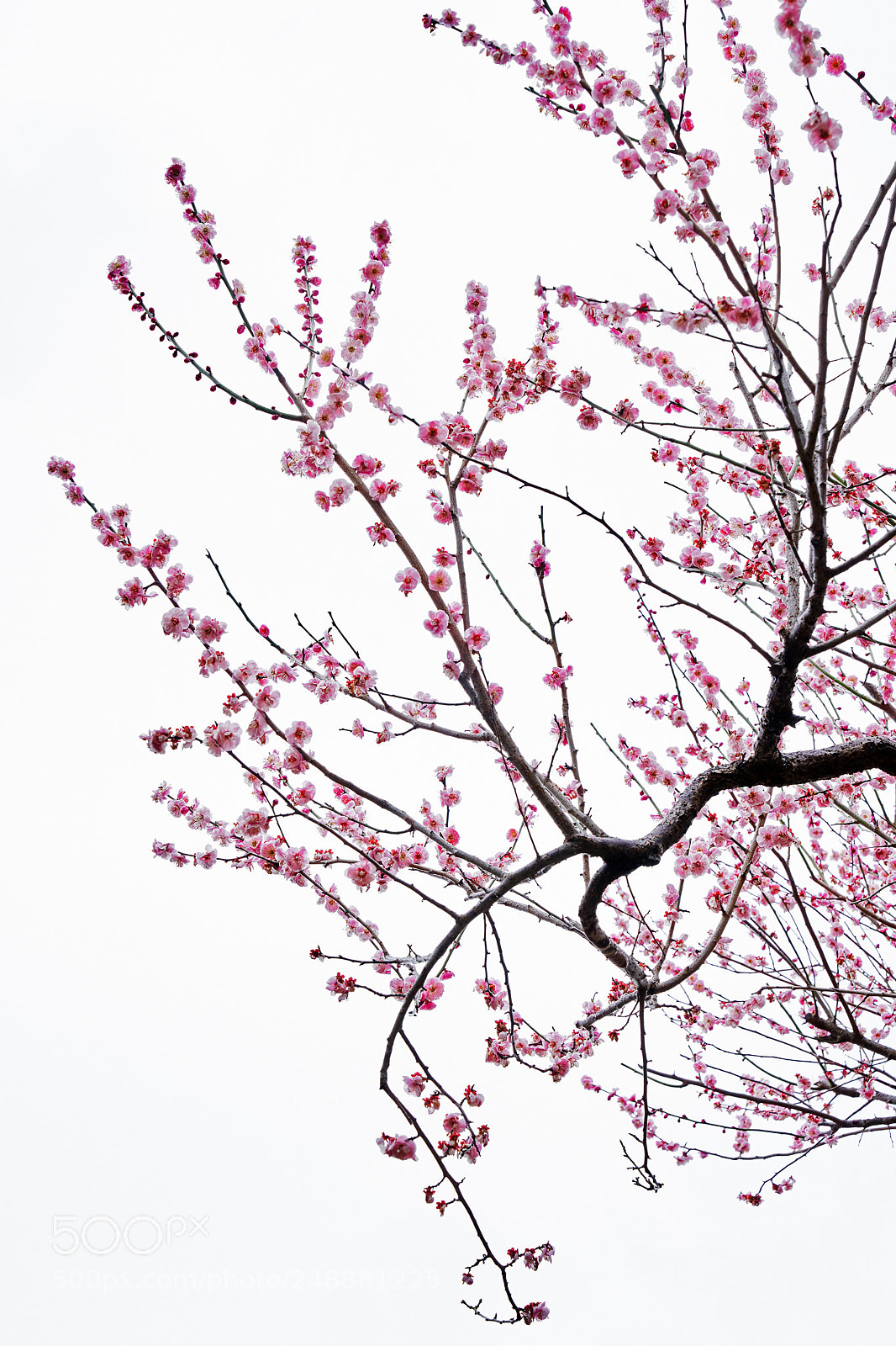 Sony a7R III sample photo. Fragrance of plum blossoms photography