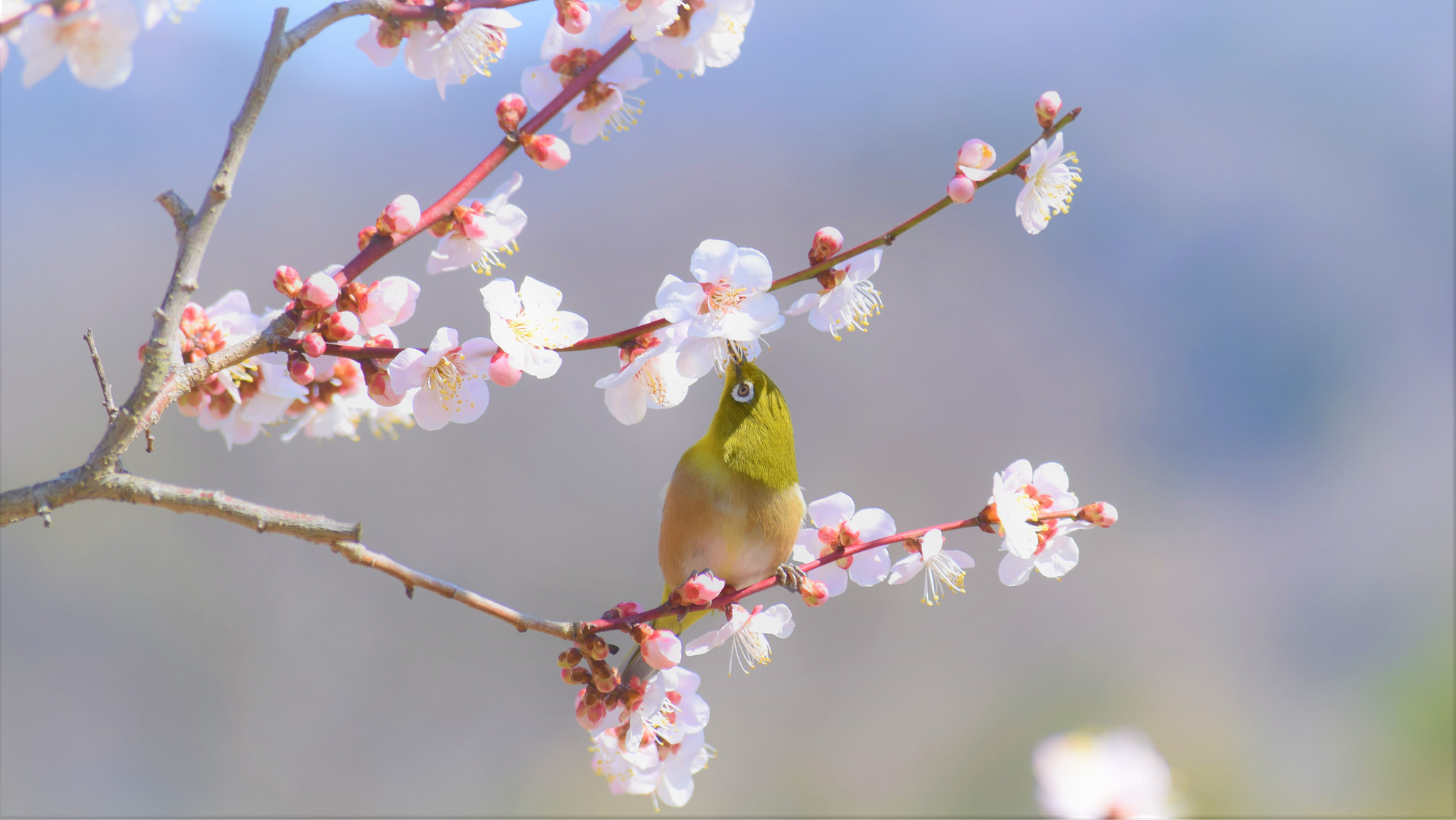 Nikon D5300 + Nikon AF-S DX Nikkor 55-200mm F4-5.6G VR II sample photo. It is spring perfect pairs, japanese apricot with japanese white-eye photography