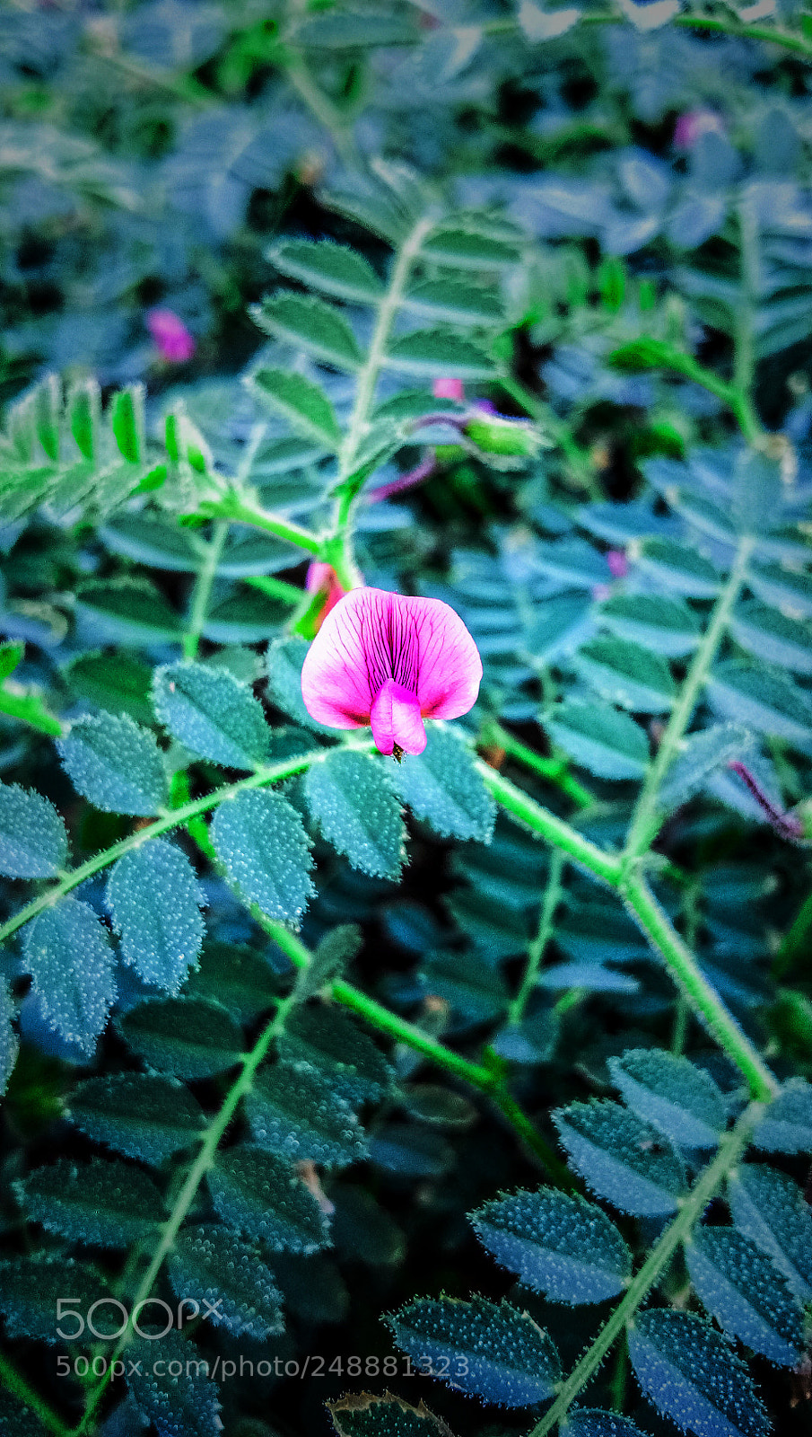 vivo 1601 sample photo. Flower photography
