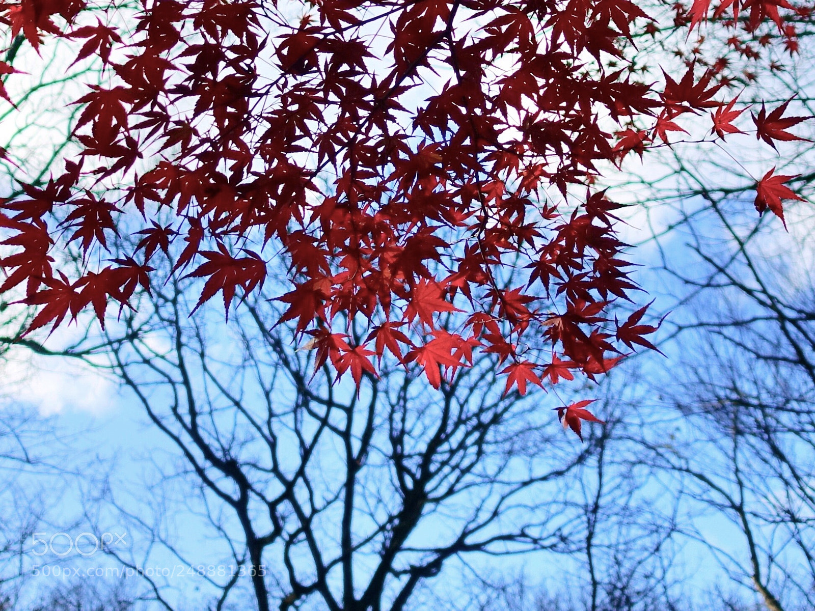 Sony Cyber-shot DSC-RX100 IV sample photo. Levels and stems photography
