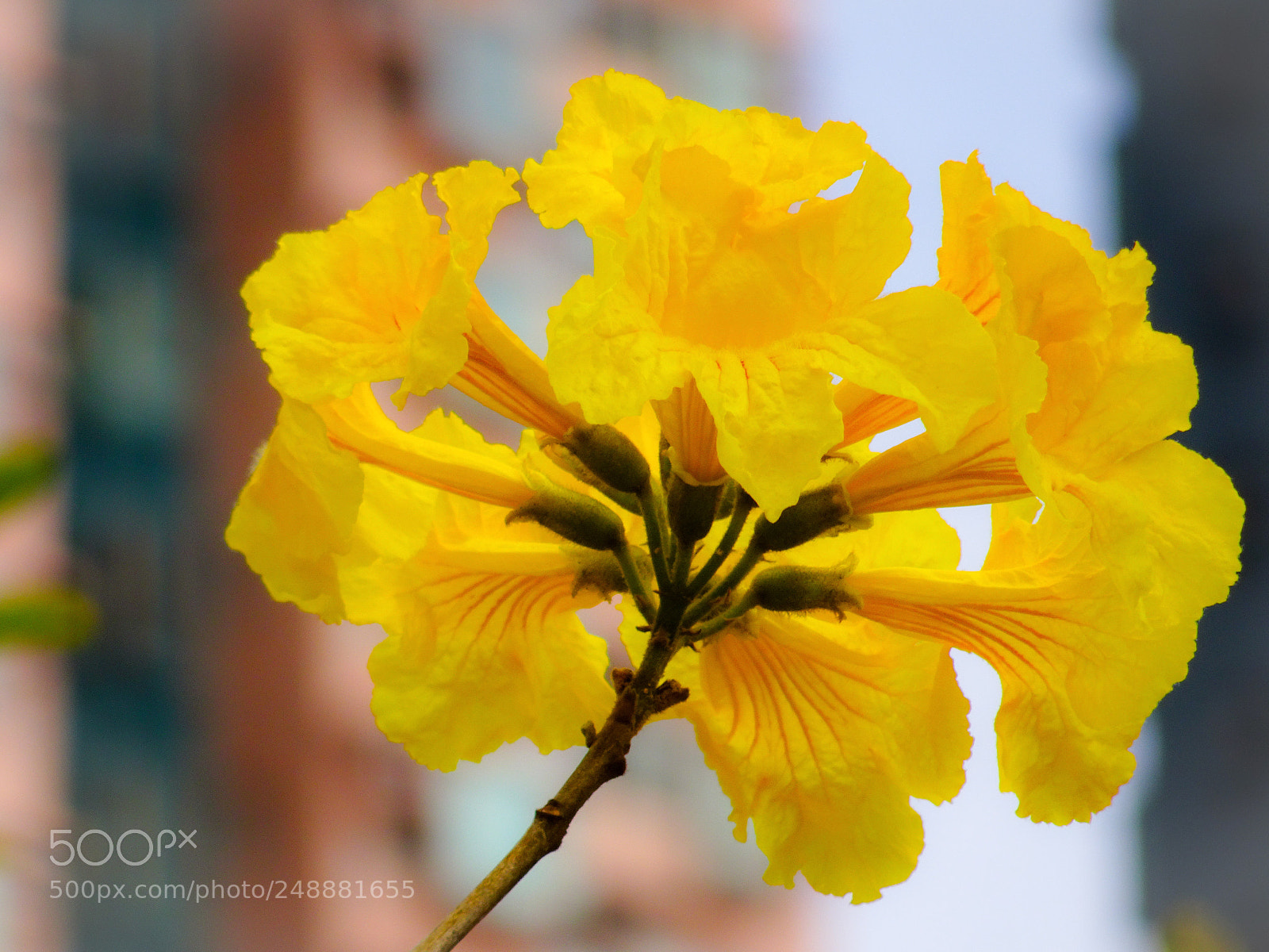 Sony Cyber-shot DSC-HX90V sample photo. Yellowish trumpet flowers photography