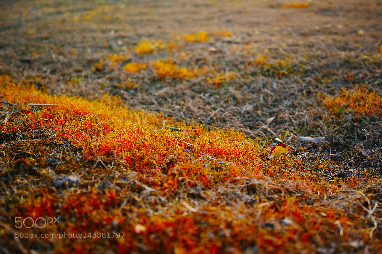 Sigma dp2 Quattro sample photo. Untitled photography
