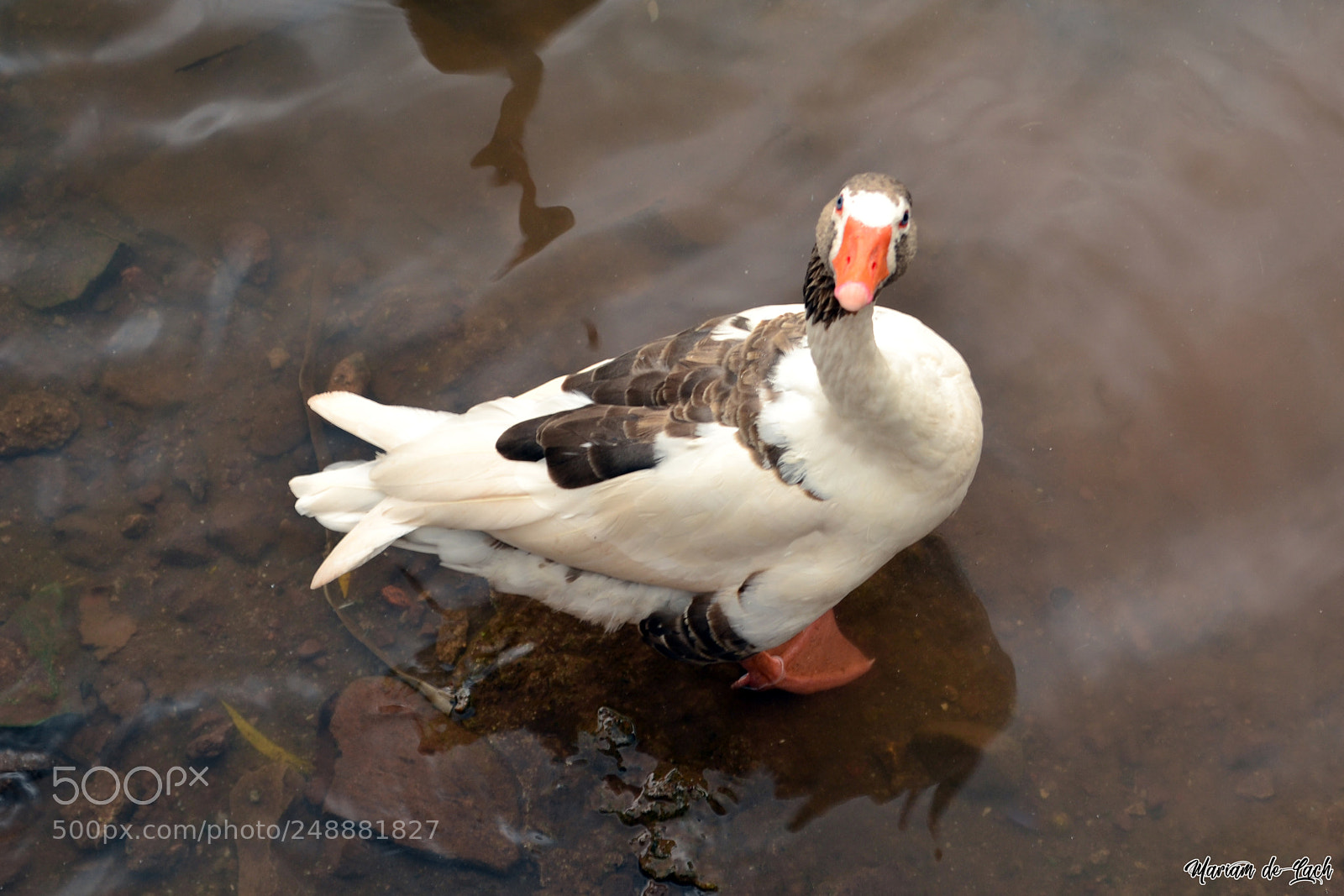 Nikon D3100 sample photo. What do you want? photography