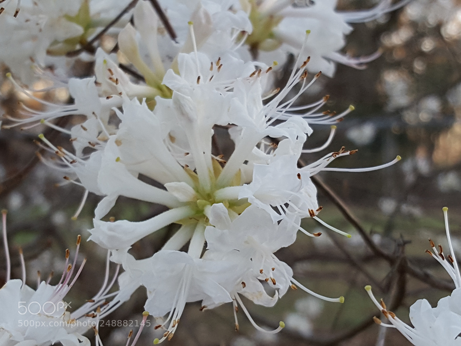 Samsung Galaxy S6 sample photo. Wild azalea blooms photography
