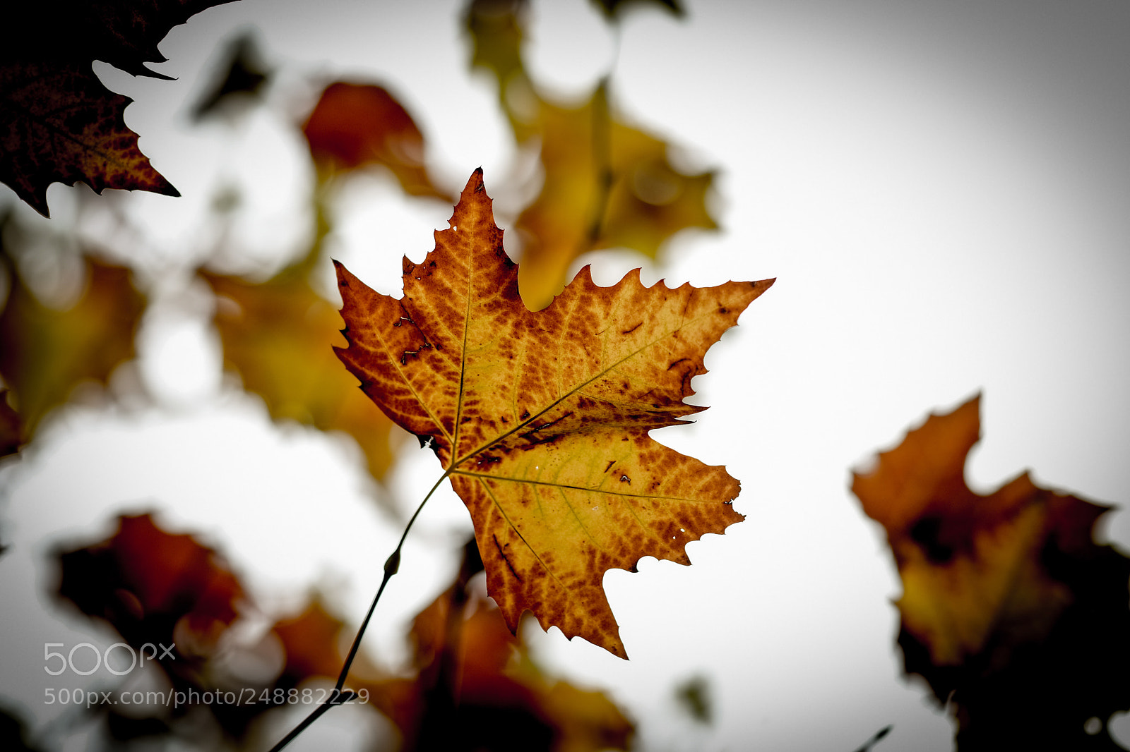 Fujifilm X-T2 sample photo. Untitled photography