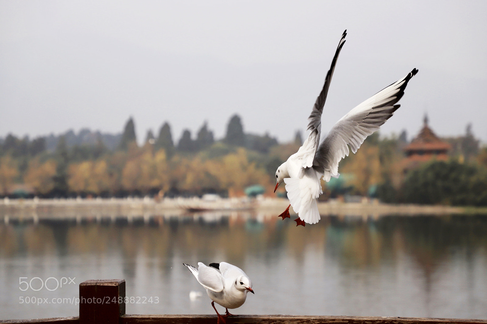 Canon EOS 6D Mark II sample photo. Untitled photography
