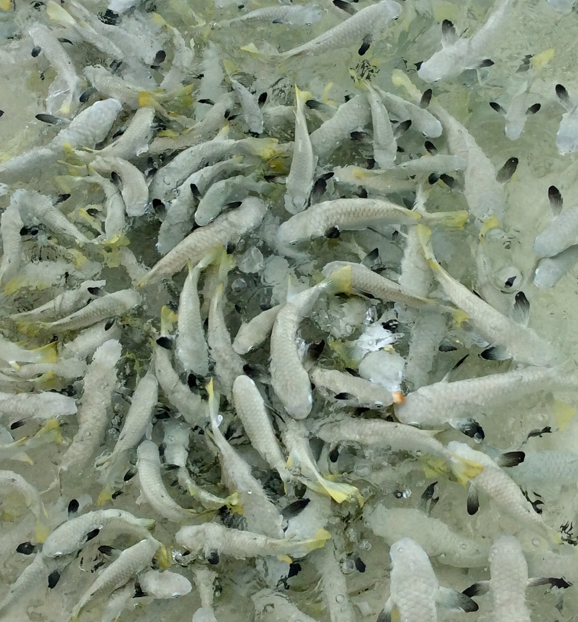 Apple iPad mini sample photo. Feeding frenzy photography