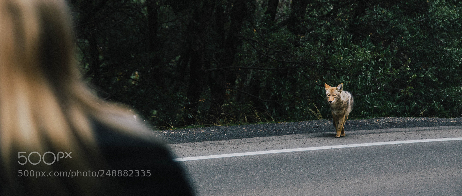 Canon EOS 6D Mark II sample photo. Staredown photography