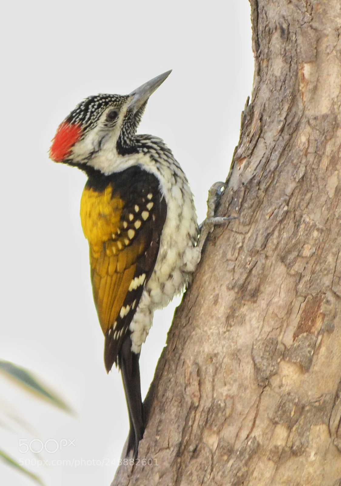 Nikon D5200 sample photo. Peck away photography