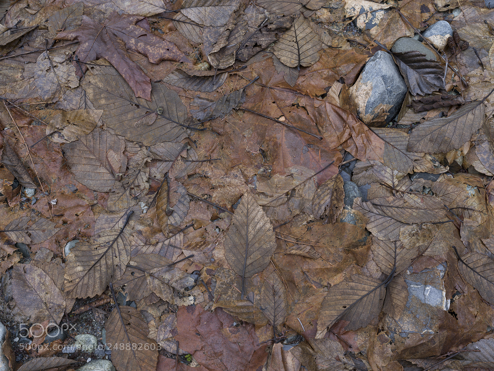 Pentax 645Z sample photo. Siskiyou fork road photography