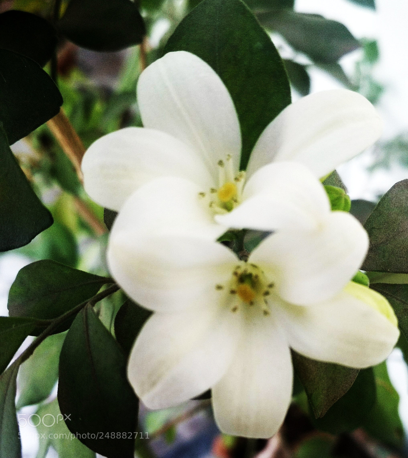 Xiaomi Redmi 4 Pro sample photo. White shine photography