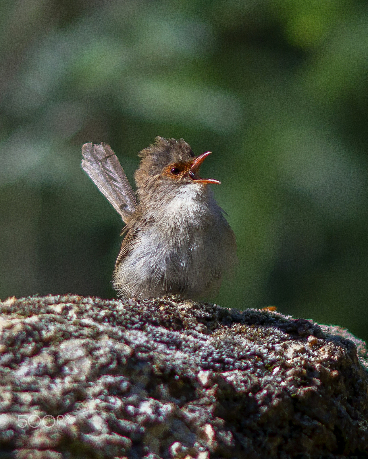 Canon EOS-1D C sample photo. Juvenile superb fairy-wren photography