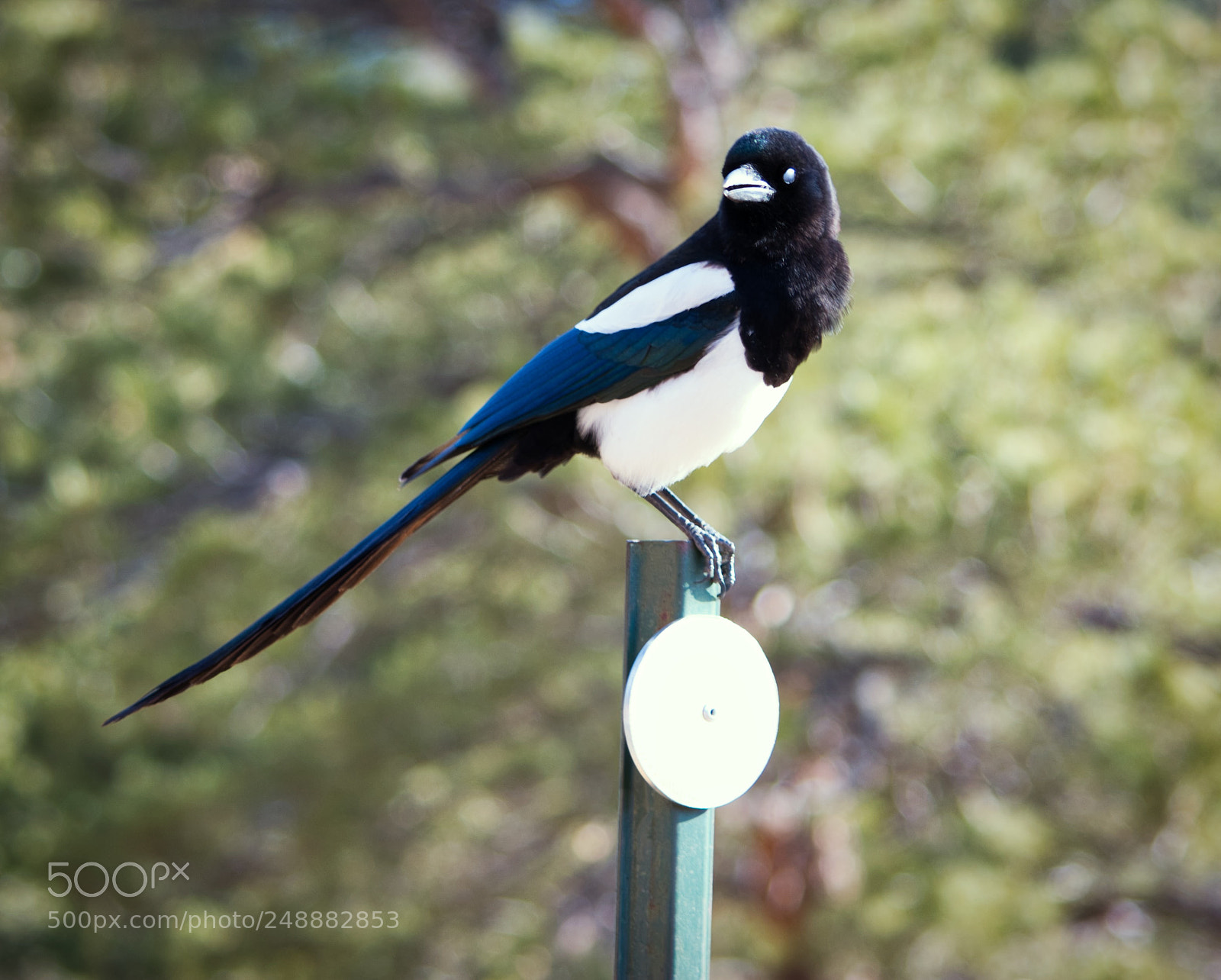 Nikon D7100 sample photo. Bird photography