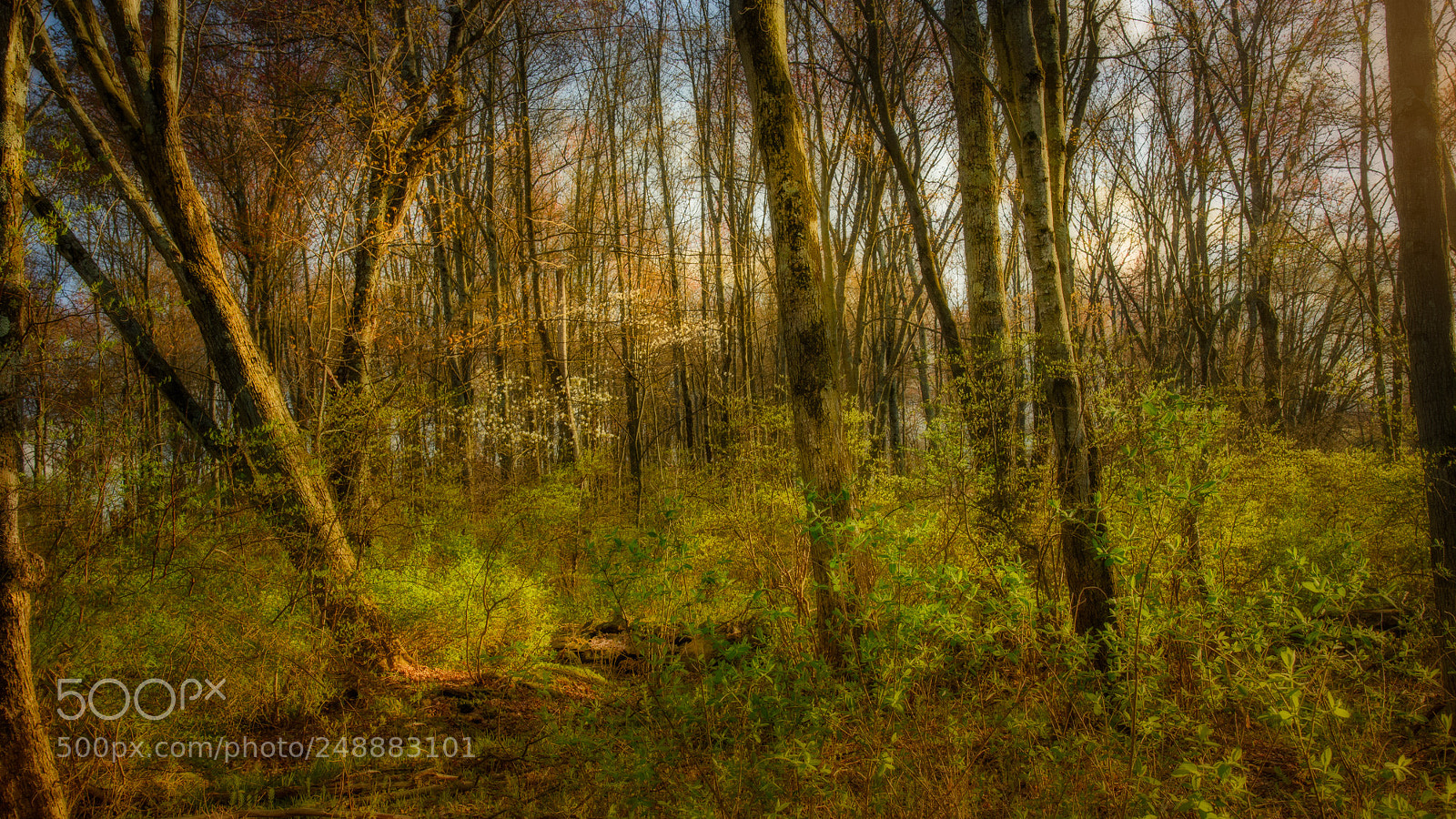 Nikon D810 sample photo. Golden hour in spring photography