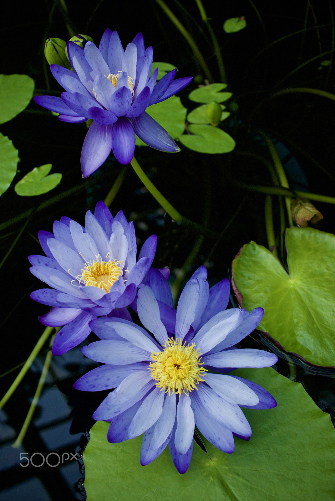 Nikon 1 J2 sample photo. Lotus flowers photography