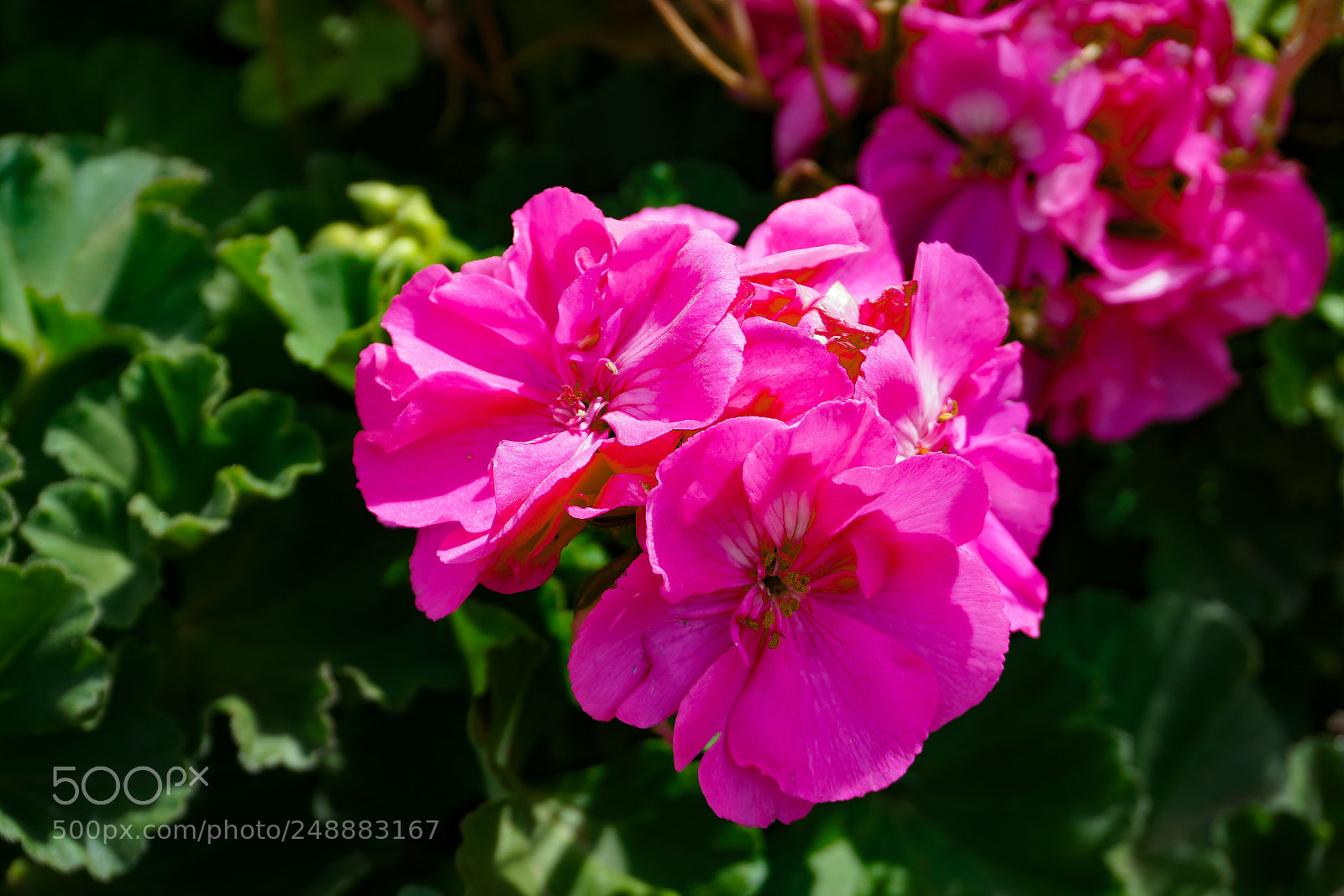 Sony a7R III sample photo. Gorgeous geranium photography