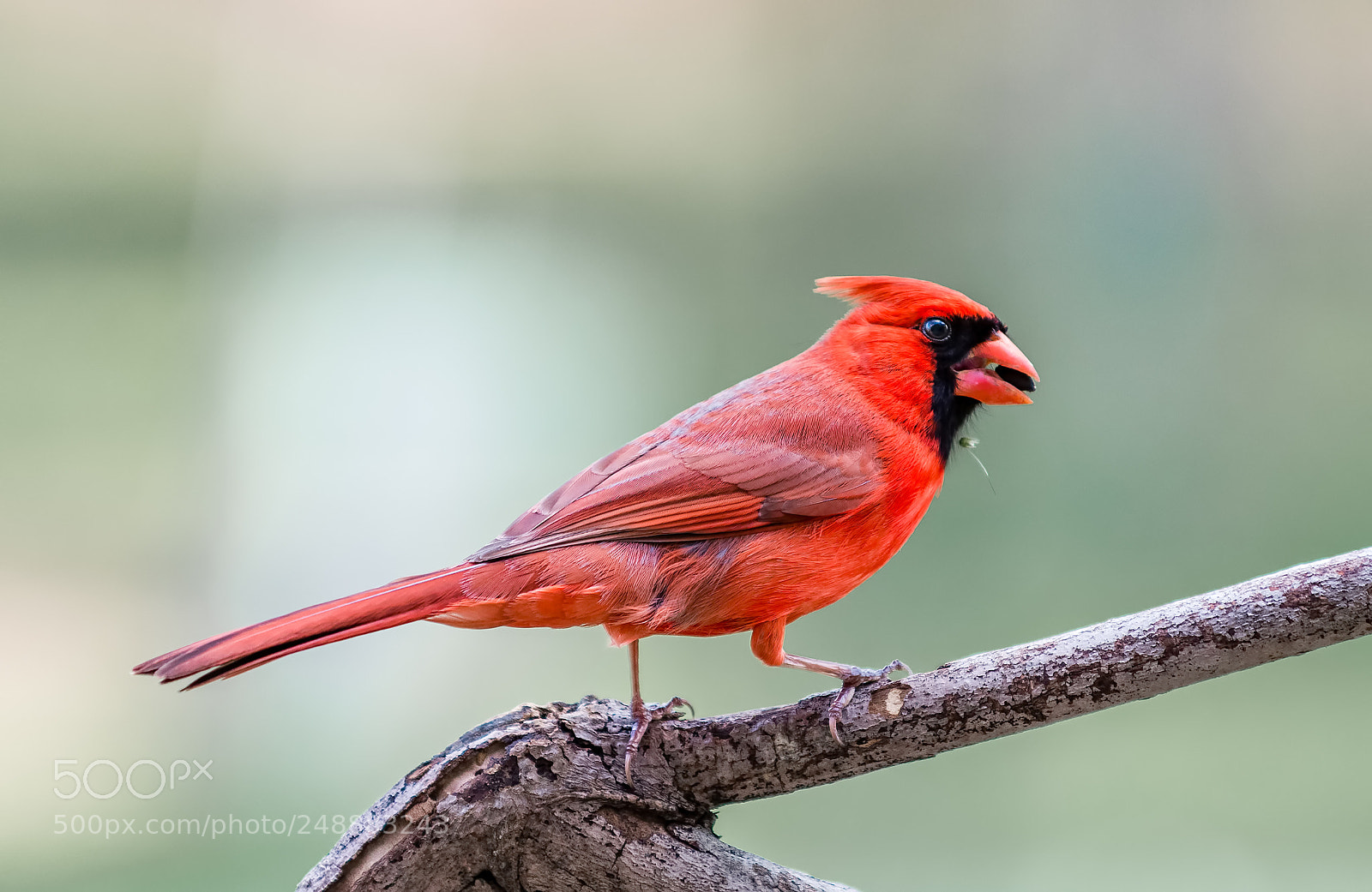 Nikon D800 sample photo. Male cardinal photography