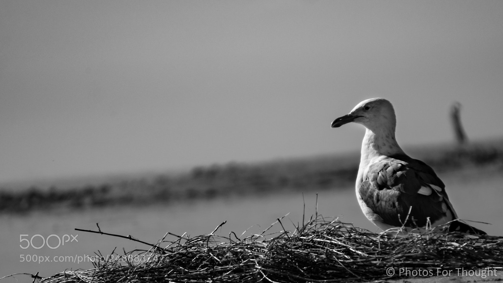 Sony Alpha NEX-5R sample photo. Alone photography