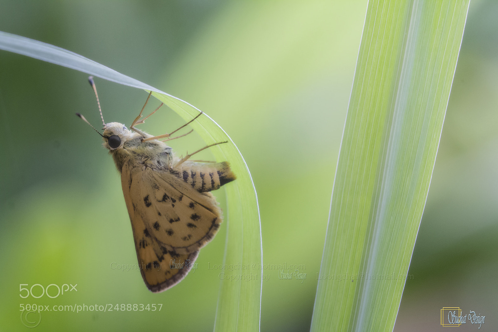 Canon EOS 60D sample photo. The zigzag banded dart photography