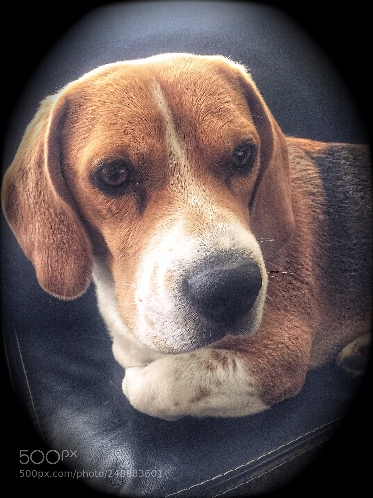 Apple iPhone 6 sample photo. The little guy photography