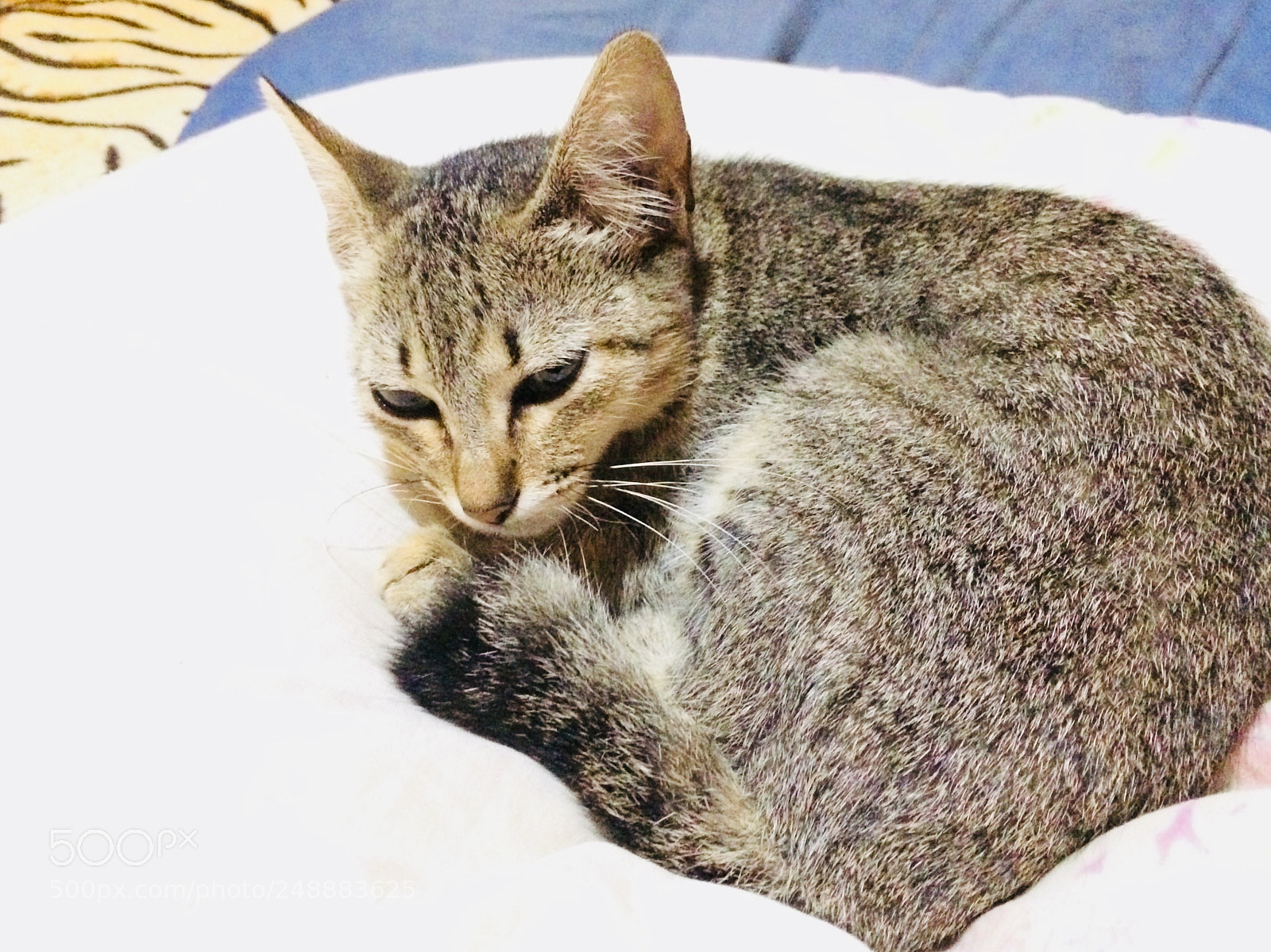Apple iPhone 5s sample photo. My cat. photography