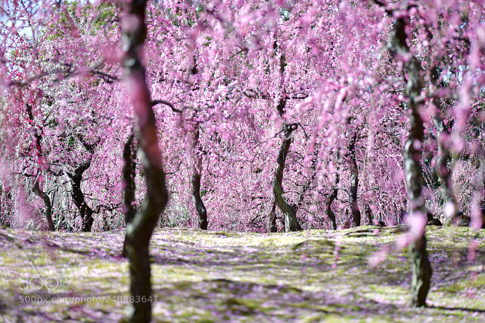 Nikon D850 sample photo. Plume flower rain photography