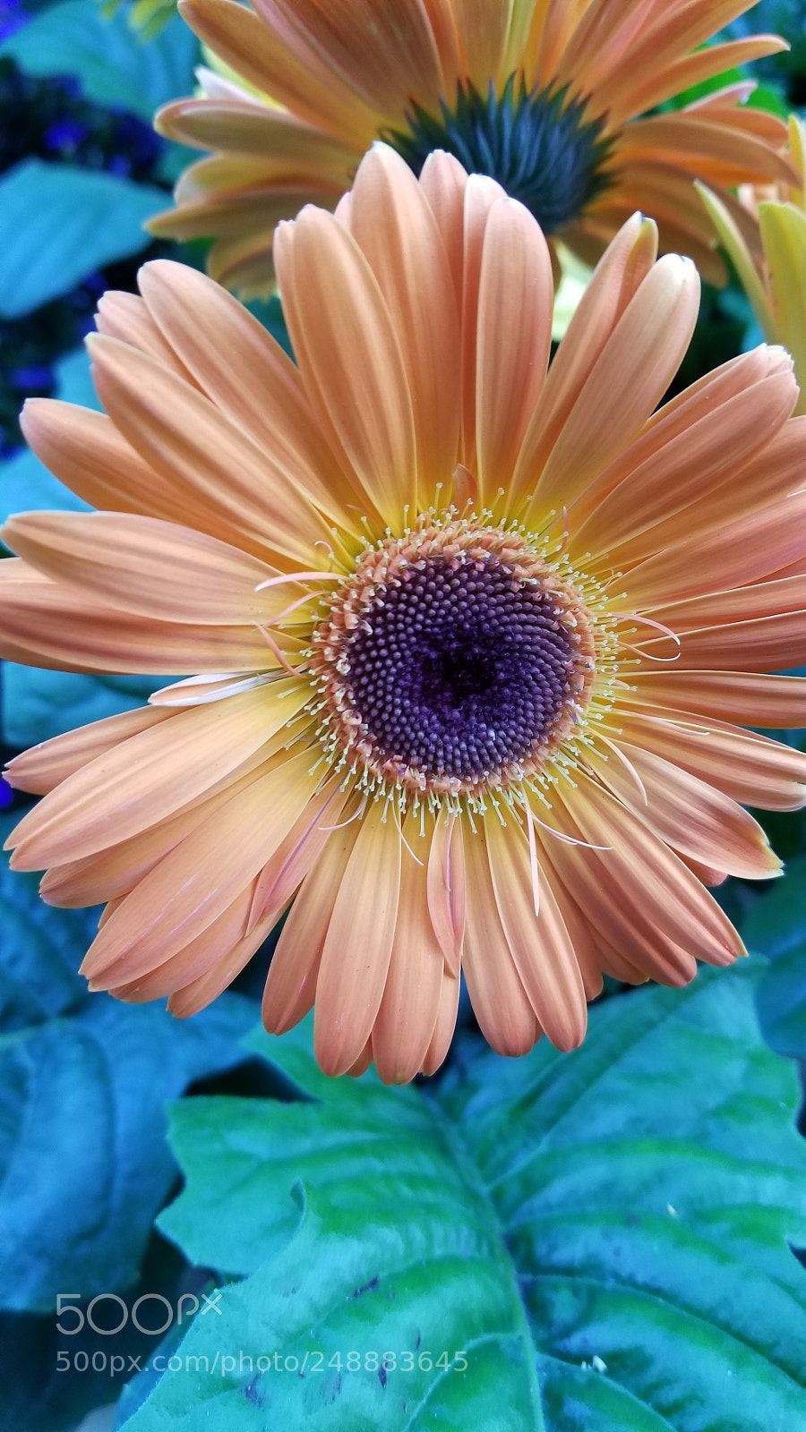 Samsung Galaxy S8 sample photo. Untitled photography