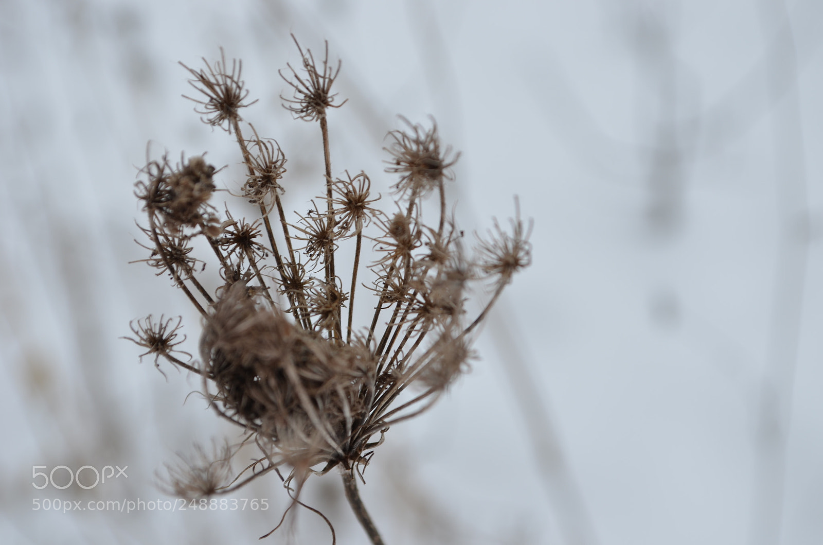 Nikon D5100 sample photo. Winter decay photography