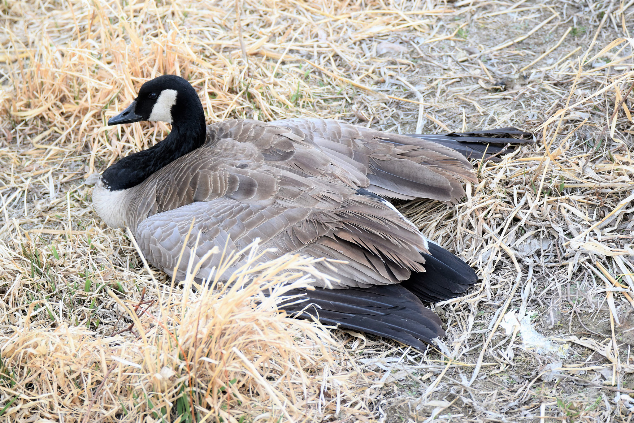 Nikon D3300 sample photo. Mother goose *;) photography