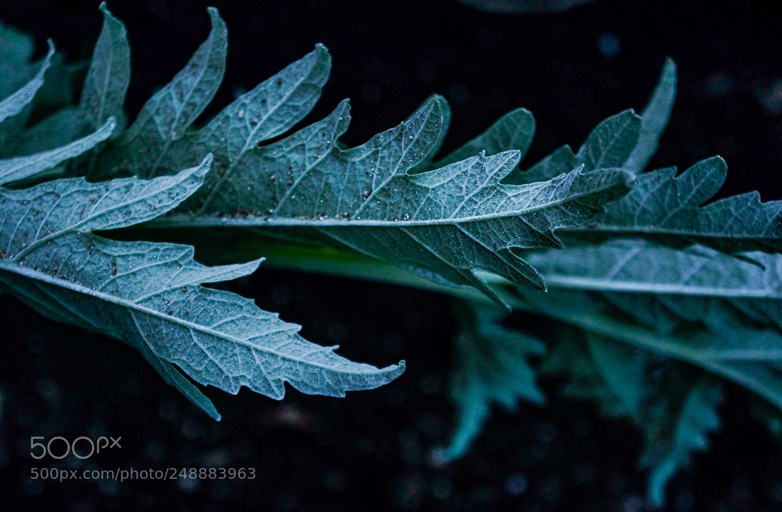 Sony Alpha NEX-7 sample photo. Artichoke in the earth photography