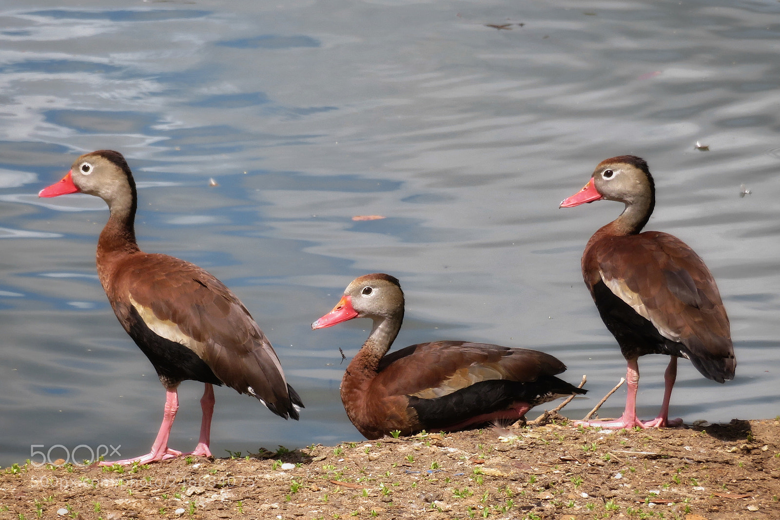Canon PowerShot SX720 HS sample photo. Black-bellied whistling ducks photography