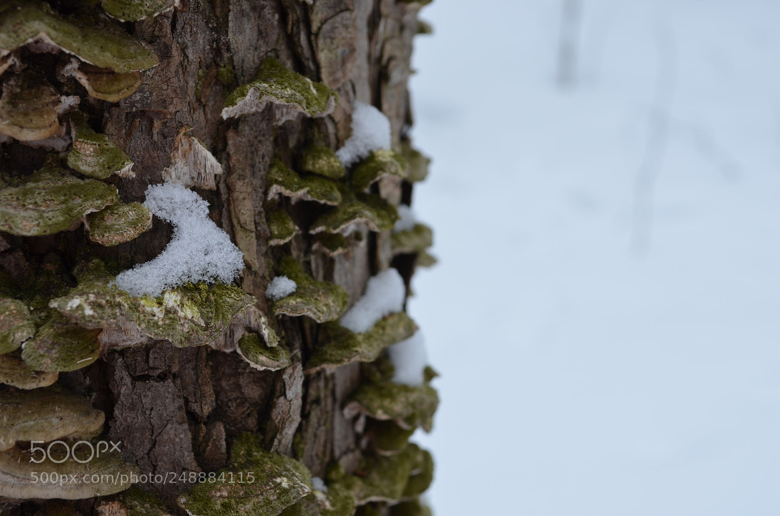 Nikon D5100 sample photo. Winter mushrooms photography
