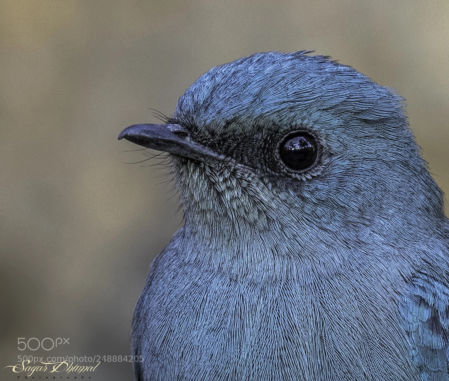 Canon EOS 7D Mark II sample photo. Verditer flycatcher photography